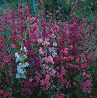 Pink Clarkia Flower seeds for Planting - Compact Growth, Heirloom & GMO Free Seeds for Home Garden