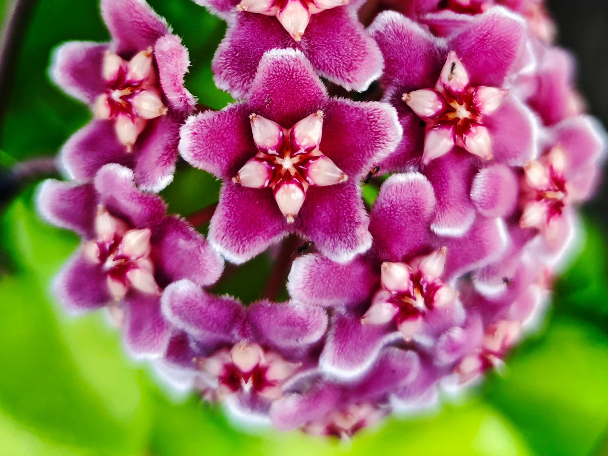 Purple Hoya Flower seeds for Planting All Season Planting Heirloom & GMO Free Seeds For Home Garden 
 
 Sale