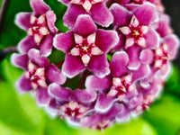 Purple Hoya Flower seeds for Planting All Season Planting Heirloom & GMO Free Seeds For Home Garden 
 
 Sale