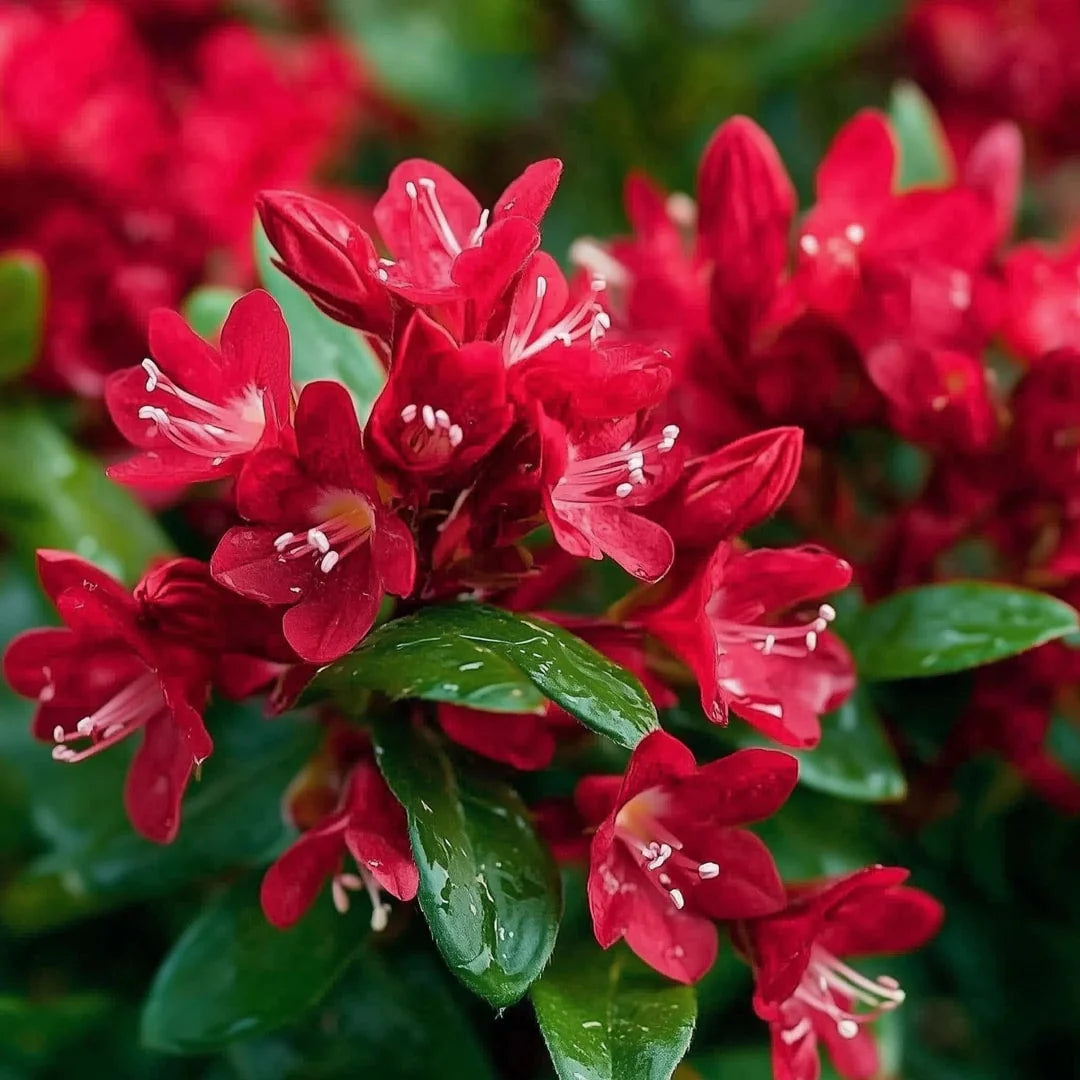 Red Weigela Flower seeds for Planting Cut Flower Favorite Heirloom & GMO Free Seeds for Home Garden