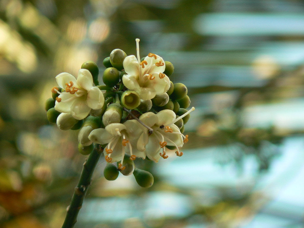 Green Ceiba Pentandra Flower seeds for Planting - Perfect for Borders, Heirloom & GMO Free Seeds for Home Garden
 
 Sale