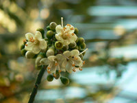 Green Ceiba Pentandra Flower seeds for Planting - Perfect for Borders, Heirloom & GMO Free Seeds for Home Garden
 
 Sale