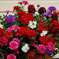 Mixed-Color Verbena Flower Seeds for Planting
