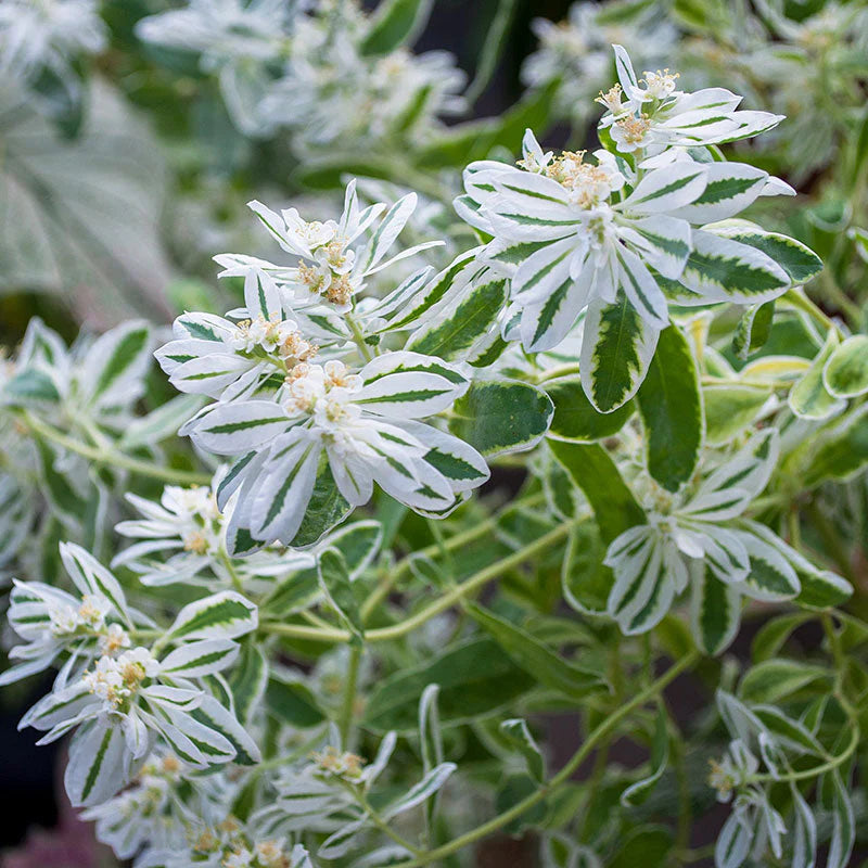 Green Snow On The Mountain Seeds - Beautiful Variegated Foliage for Planting