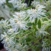 Green Snow On The Mountain Seeds - Beautiful Variegated Foliage for Planting