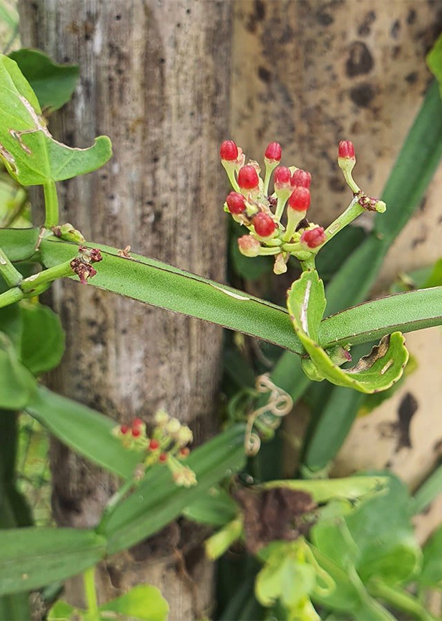Cissus Flower seeds for Planting Perfect for Borders Heirloom & GMO Free Seeds for Home Garden
