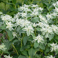 Green Snow On The Mountain Seeds - Beautiful Variegated Foliage for Planting