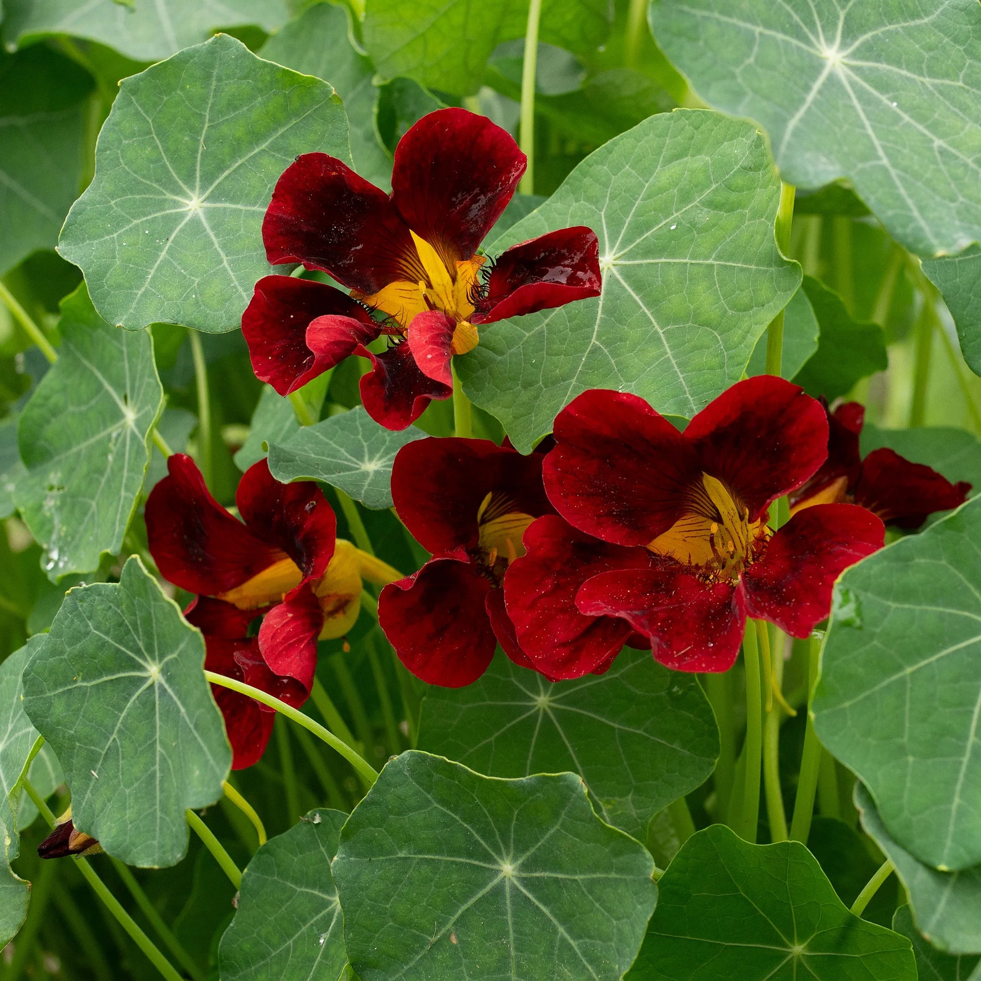 Black Velvet Nasturtium Flower seeds for Planting Premium Quality Heirloom & GMO Free Seeds for Home Garden 
 
 Sale