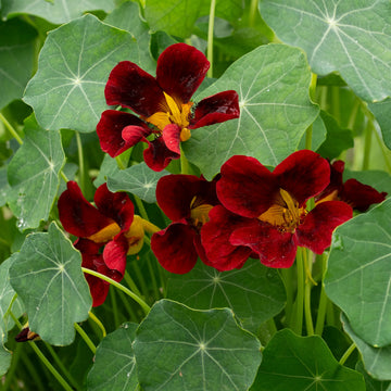 Maroon Nasturtium Flower Seeds Colorful Display Heirloom & GMO Free Seeds for Home Garden
 
 Sale