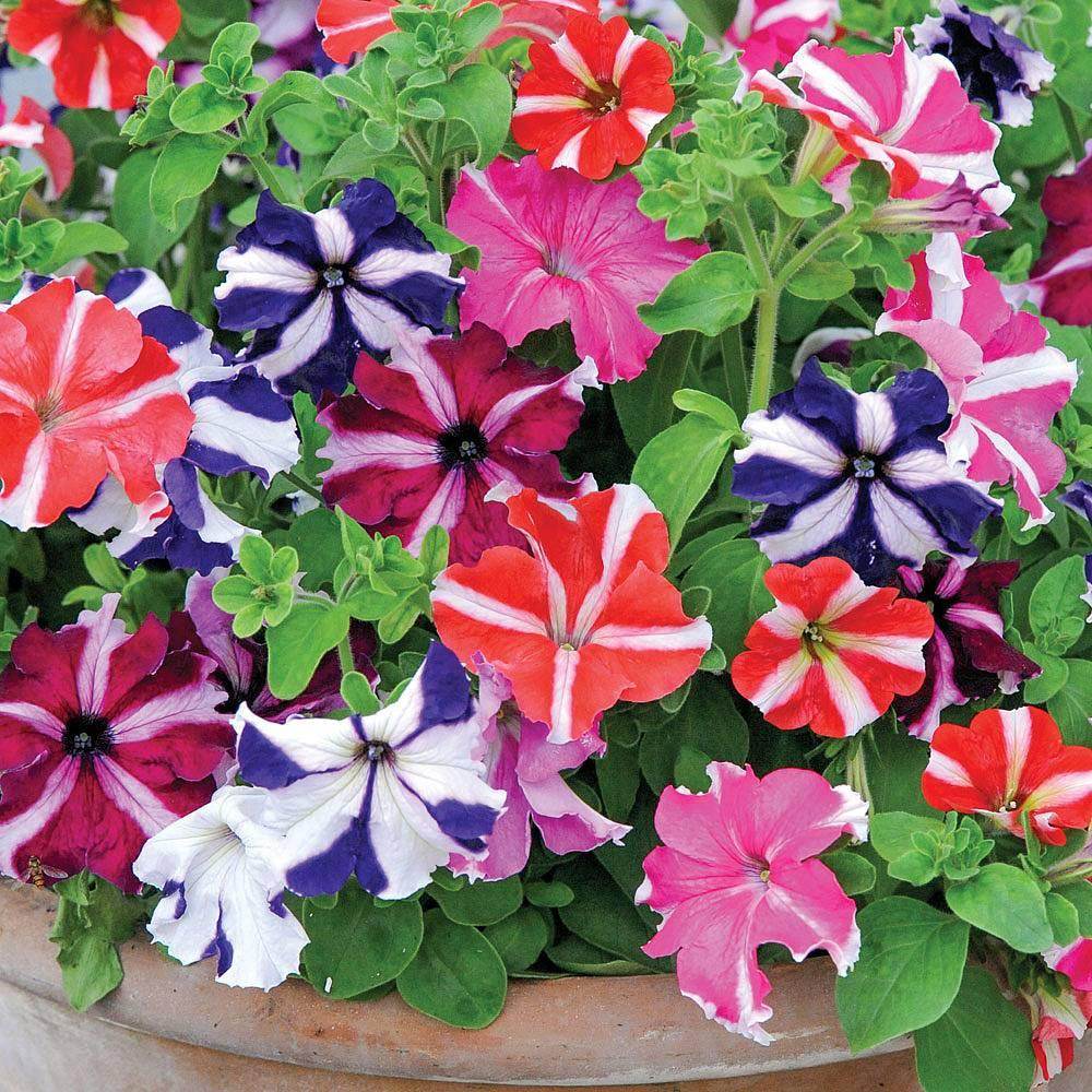 Mixed Pelleted Petunia Seeds for Planting