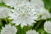 Masterwort Flower seeds for Planting - Low Maintenance, Heirloom & GMO Free Seeds for Home Garden