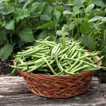 Mixed Pinto Bean Seeds for Garden Planting