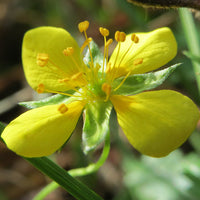 Blutwurzel Blutwurz Flower Seeds for Planting in Flower Bed
