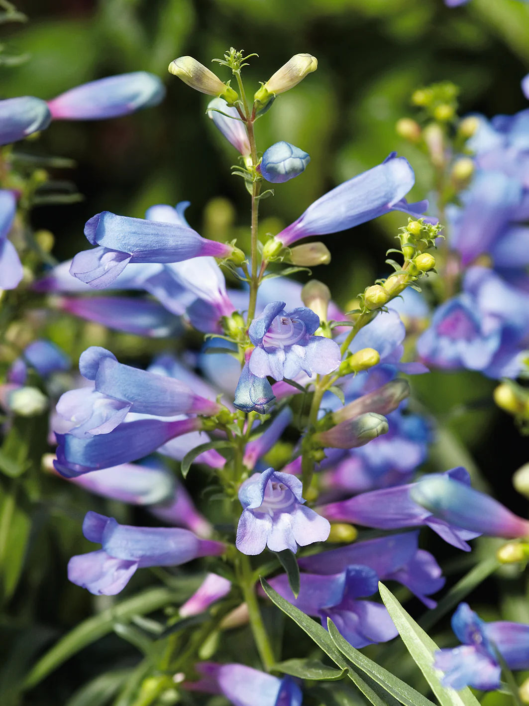 Blue Penstemon Barbatus Flower Seeds for Easy Planting