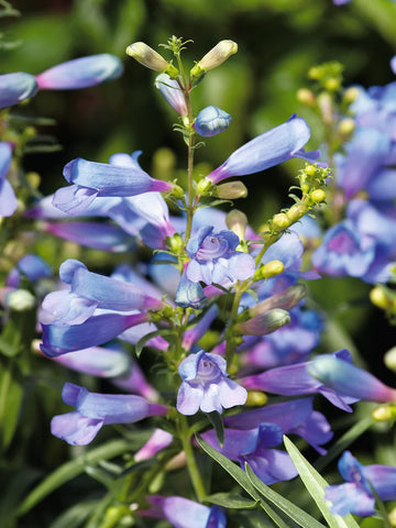 Blue Penstemon Barbatus Flower Seeds for Easy Planting