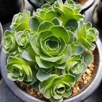 Aamish Succulent Flower seeds for Planting Easy to Grow Heirloom & GMO Free Seeds for Home Garden 
 
 Sale