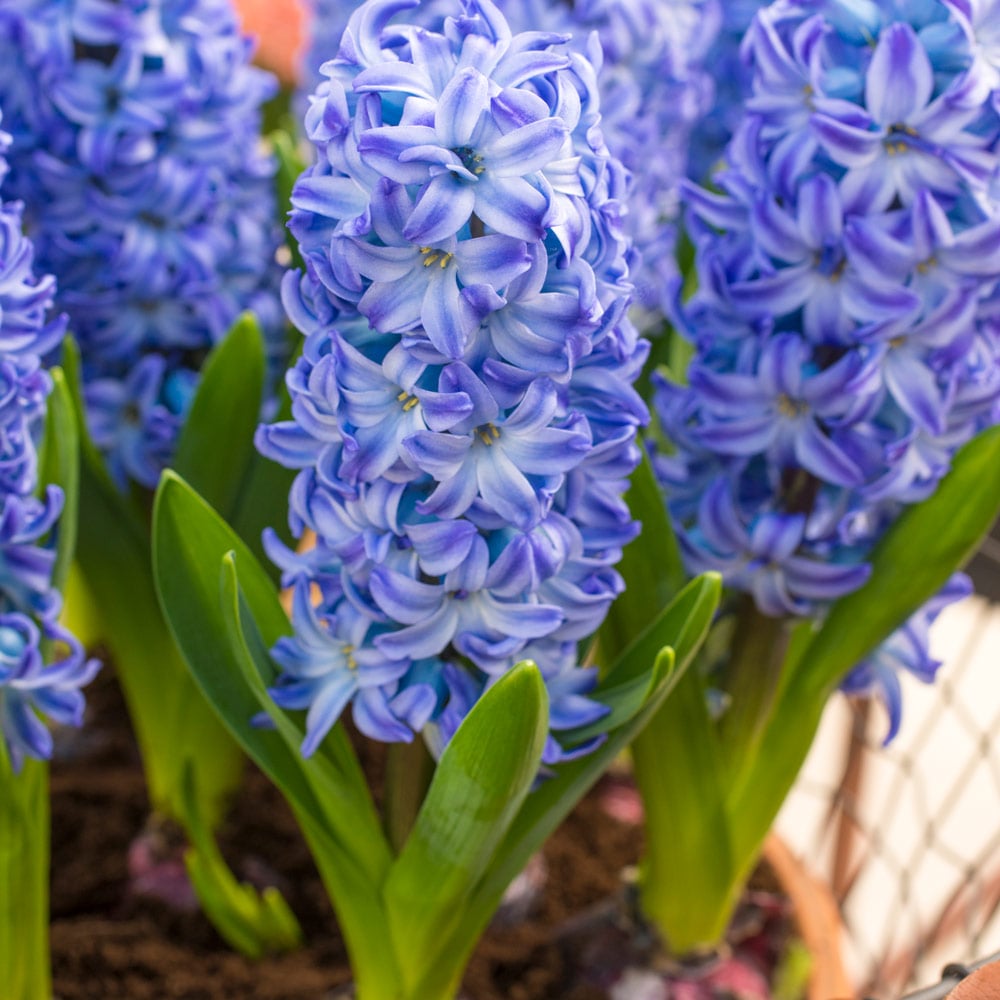 Sky Blue Hyacinthus Orientalis Flower seeds for Planting - Cut Flower Favorite, Heirloom & GMO Free Seeds for Home Garden