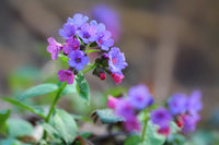 Pulmonaria Flower seeds for Planting Pollinator Friendly Heirloom & GMO Free Seeds for Home Garden 
 
 Sale