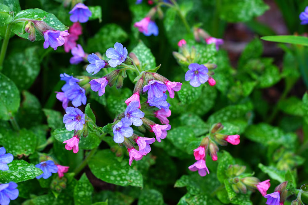 Pulmonaria Flower seeds for Planting Pollinator Friendly Heirloom & GMO Free Seeds for Home Garden 
 
 Sale