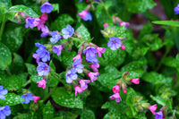 Pulmonaria Flower seeds for Planting Pollinator Friendly Heirloom & GMO Free Seeds for Home Garden 
 
 Sale