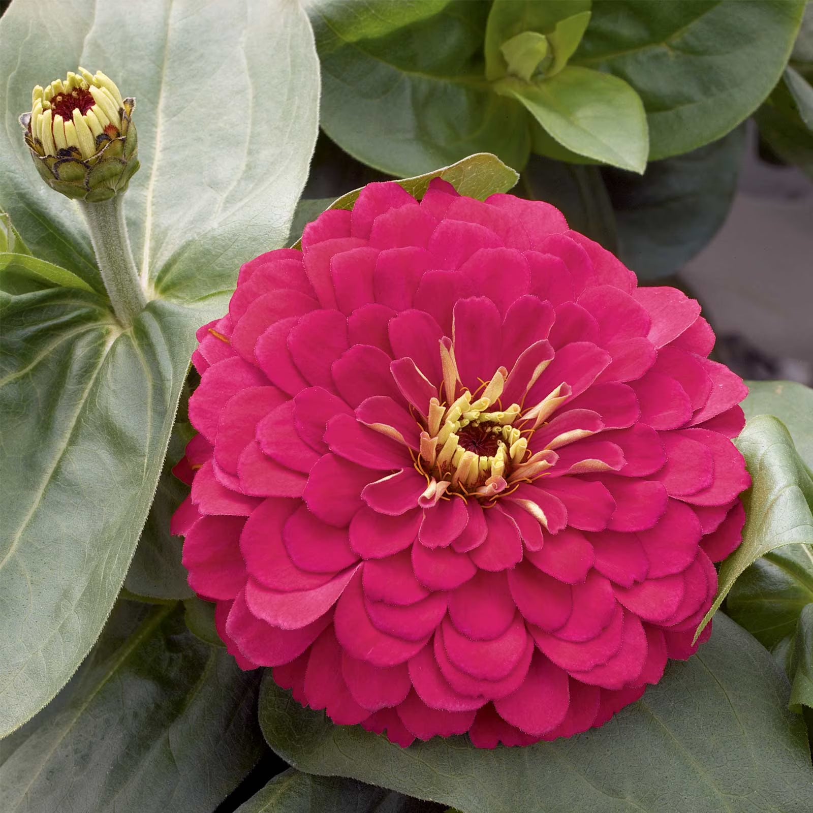 Heirloom Magellan Ivory Zinnia Flower seeds for Planting Long Bloom Season Heirloom & GMO Free Seeds for Home Garden