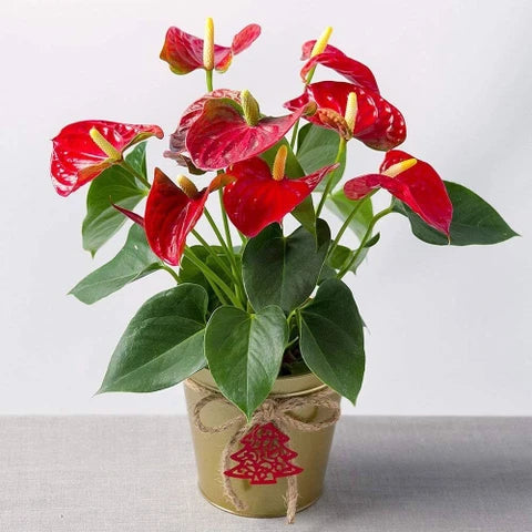 Red Anthurium Andraeanu Flower Seeds Sun Loving Heirloom & GMO Free Seeds for Home Garden
 
 Sale