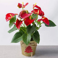 Red Anthurium Andraeanu Flower Seeds Sun Loving Heirloom & GMO Free Seeds for Home Garden
 
 Sale