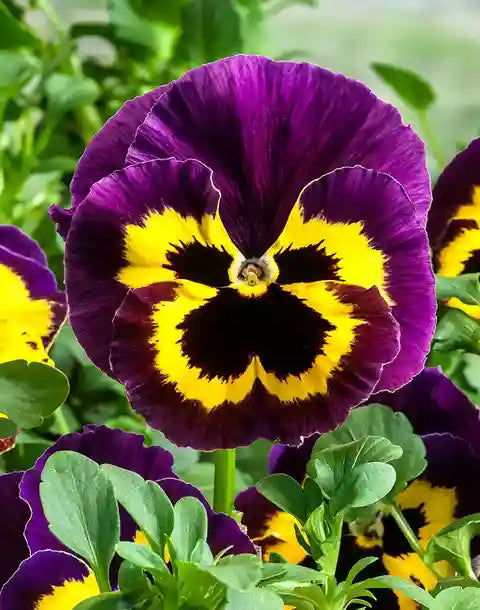 Yellow Pansy Flower Seeds for Planting Vibrant Colors Heirloom & GMO Free Seeds for Home Garden
 
 Sale