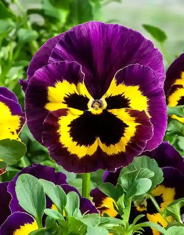 Dark Purple Yellow Pansy Flower Seeds for Planting Compact Growth Heirloom & GMO Free Seeds for Home Garden
 
 Sale