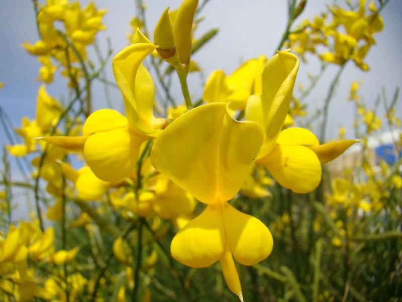 Spartium Flower seeds for Planting Pollinator Friendly Heirloom & GMO Free Seeds for Home Garden