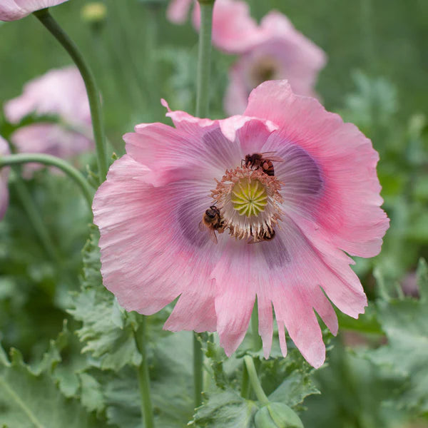 Somniferum Flower Seeds for Planting  Seeds for Lush and Elegant Blooms in Your Garden.