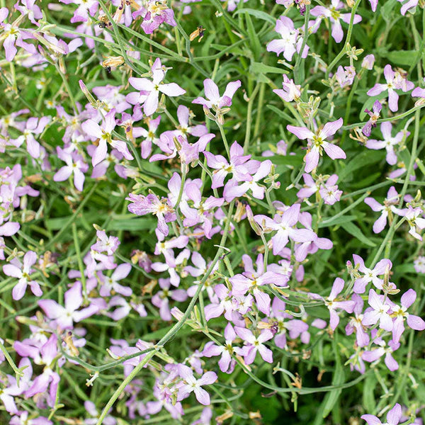 Light Green EveningScented Flower Seeds for Planting Seasonal Bloomer Heirloom & GMO Free Seeds for Home Garden
 
 Sale