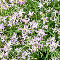 Light Green EveningScented Flower Seeds for Planting Seasonal Bloomer Heirloom & GMO Free Seeds for Home Garden
 
 Sale