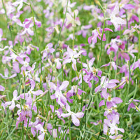 Mathiola Longipetala Flower seeds for Planting Bright Blooms Heirloom & GMO Free Seeds for Home Garden 
 
 Sale