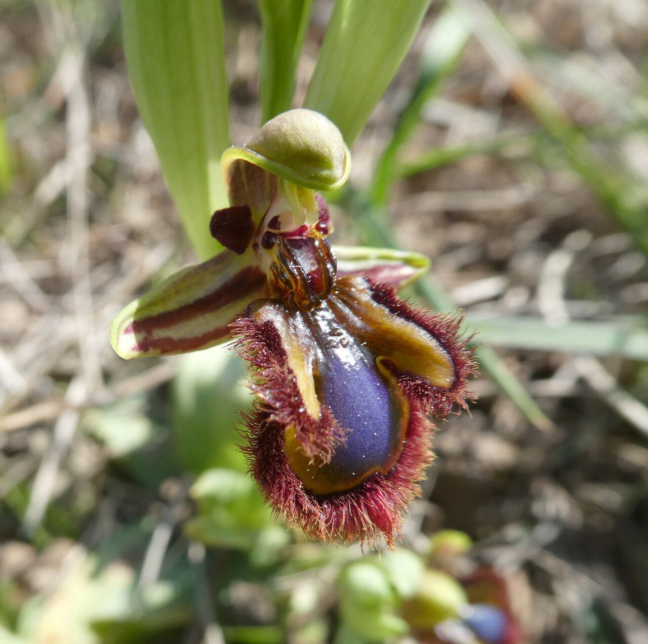 Mixed Ophrys Speculum Seeds for Planting