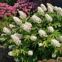 Hydrangea Flower seeds for Planting - Premium Quality, Heirloom & GMO Free Seeds for Home Garden