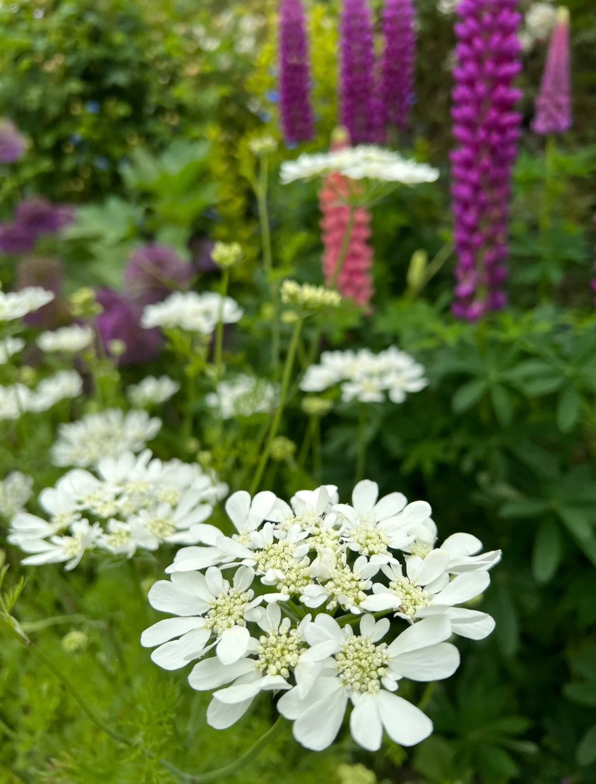 White Orlaya Flower seeds for Planting - Garden Favorite, Heirloom & GMO Free Seeds for Home Garden
