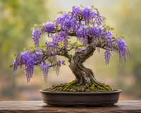 Chinese Blue Wisteria Bonsai Seed Pack – Elegant Purple Flowers
