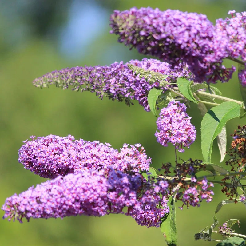 Buddleia Flower seeds for Planting - Sun Loving, Heirloom & GMO Free Seeds for Home Garden