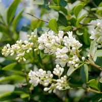 White Privet Flower seeds for Planting - Colorful Display, Heirloom & GMO Free Seeds for Home Garden