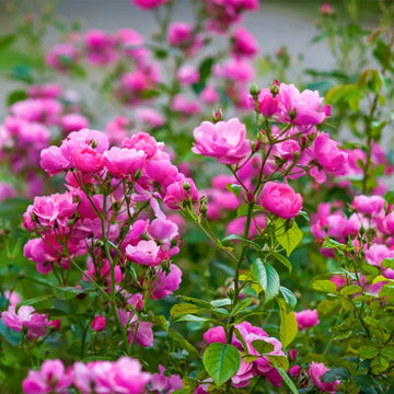 Floribunda Flower seeds for Planting - Sun Loving, Heirloom & GMO Free Seeds for Home Garden