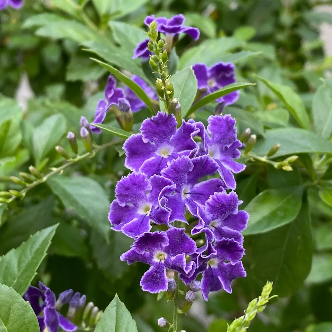 Duranta Erecta Flower seeds for Planting Cottage Garden Essential Heirloom & GMO Free Seeds for Home Garden 
 
 Sale