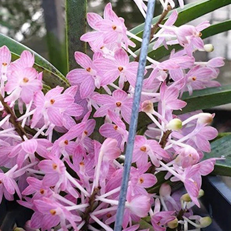 Baby Pink Ascocentrum Ampullaceum Seeds for Planting