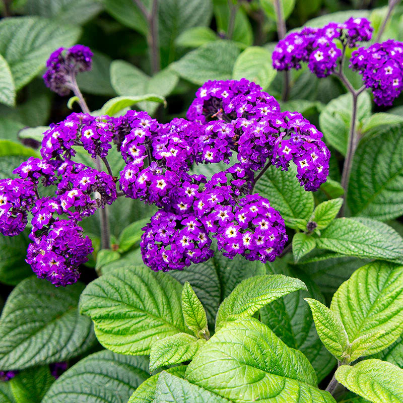 Heliotropium Flower seeds for Planting - Low Maintenance, Heirloom & GMO Free Seeds for Home Garden