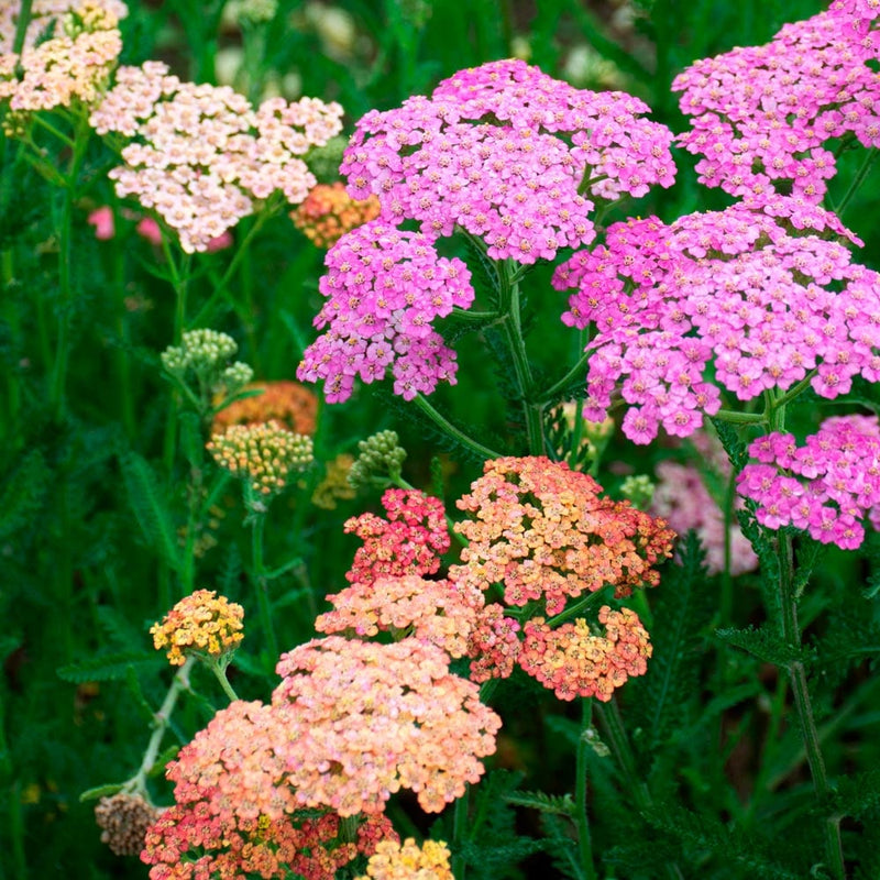 Achillea Flower seeds for Planting Compact Growth Heirloom & GMO Free Seeds for Home Garden