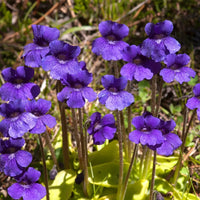 Blue Pinguicula Grandiflora Flower seeds for Planting - Bright Blooms, Heirloom & GMO Free Seeds for Home Garden