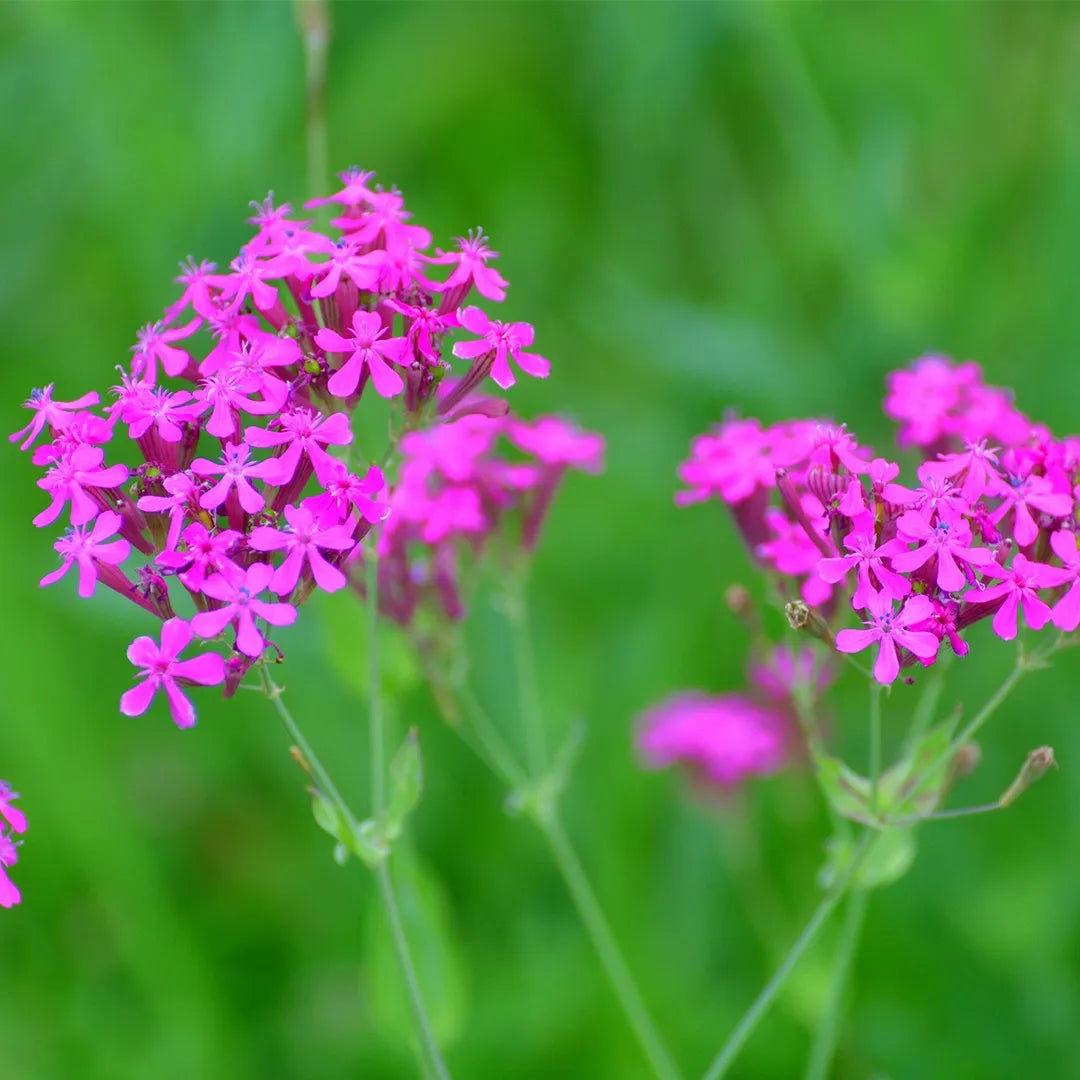 Catchfly Flower seeds for Planting Compact Growth Heirloom & GMO Free Seeds for Home Garden