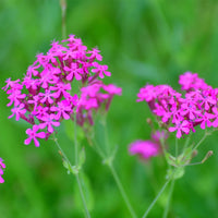 Catchfly Flower seeds for Planting Compact Growth Heirloom & GMO Free Seeds for Home Garden