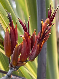 Red Phormium Flower seeds for Planting - Premium Quality, Heirloom & GMO Free Seeds for Home Garden
