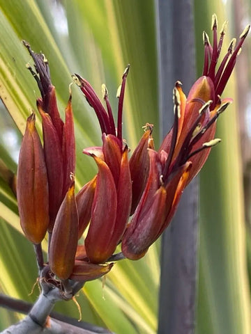 Red Phormium Flower seeds for Planting - Premium Quality, Heirloom & GMO Free Seeds for Home Garden